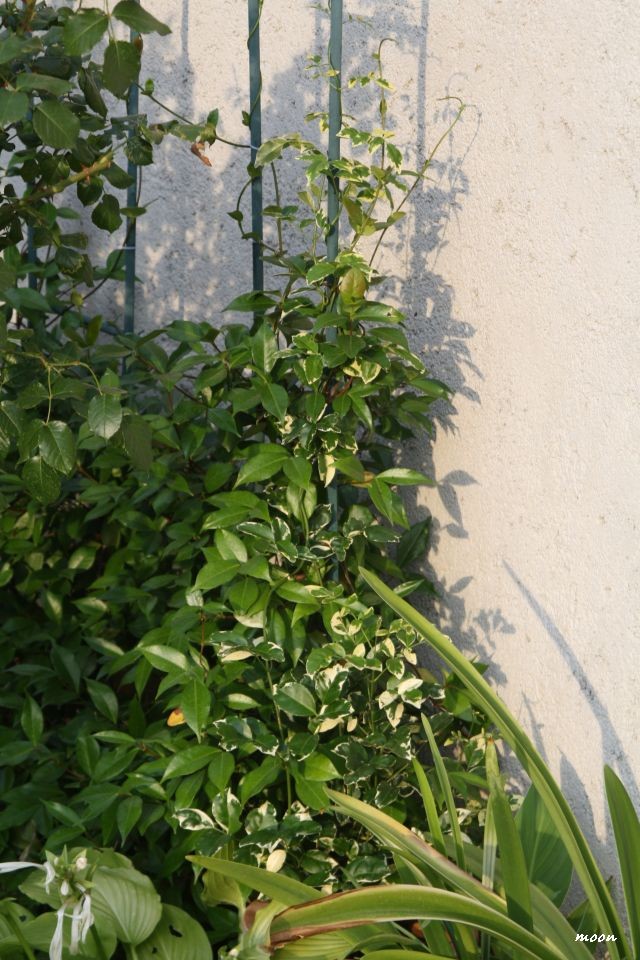  pandorea